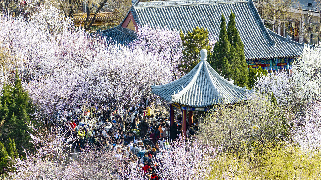 В Тяньцзине проходит 33-й Фестиваль цветения персика
